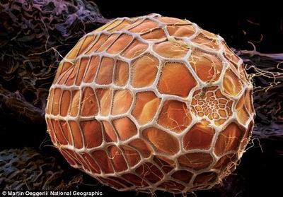 摄影师用显微镜拍摄孵化阶段的蝴蝶卵细胞
