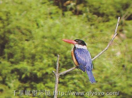 望远镜摄影